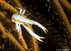 "Squattie" Elegant Squat Lobster found in Lembeh. No Crop... by Debi Henshaw 